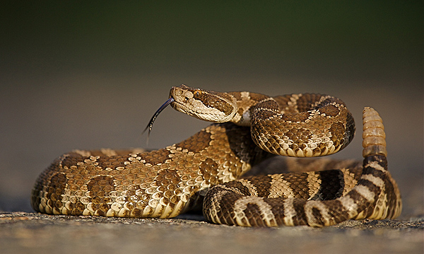 western-rattlesnake-108488321