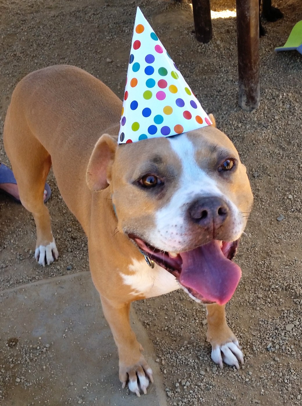 Tanner dog party 7/31/15